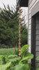 Tara Flower Unfinished Copper and Brass #5225-5 