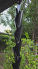 Dragon Scales Rain Chain Black DS5245 